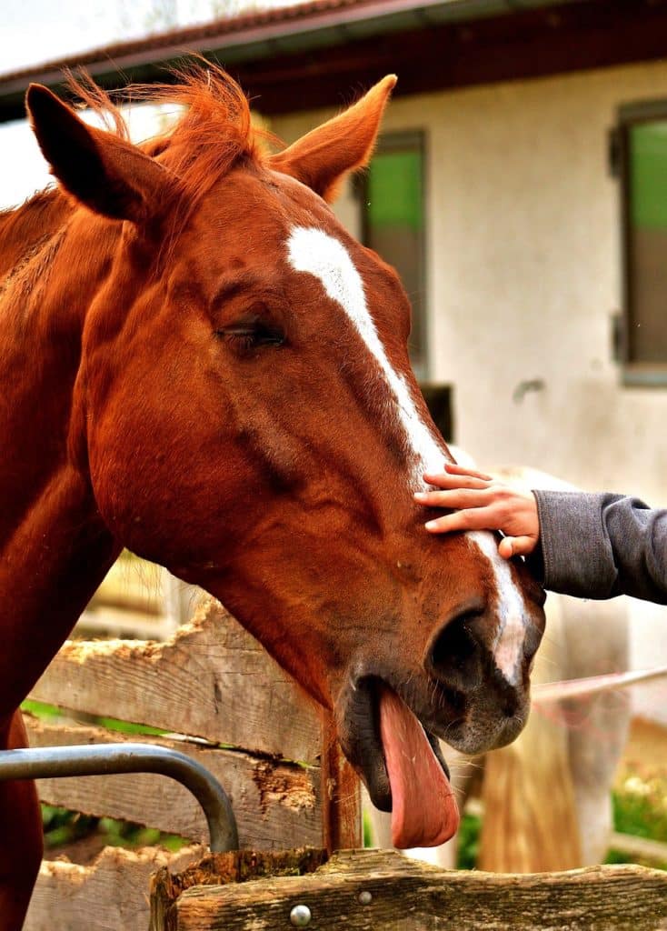 Pferd mit ausgestreckter Zunge wird gestreichelt, zeigt Anzeichen von Kolik.