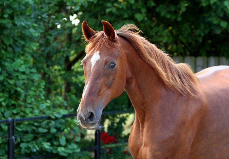 Nervöses braunes Pferd: Tipps und Futter für nervöse Pferde.